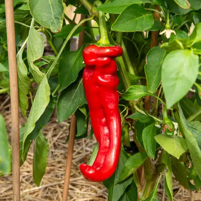 Plant De Poivron Conored