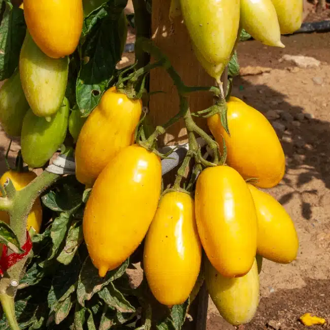 Tomate Banana Legs - Solanum lycopersicum 'Banana Legs' - Plant potager de la Jardinerie Ferriere Fleurs Tomate Banana Legs - Solanum lycopersicum 'Banana Legs' - Plant potager de la Jardinerie Ferriere Fleurs