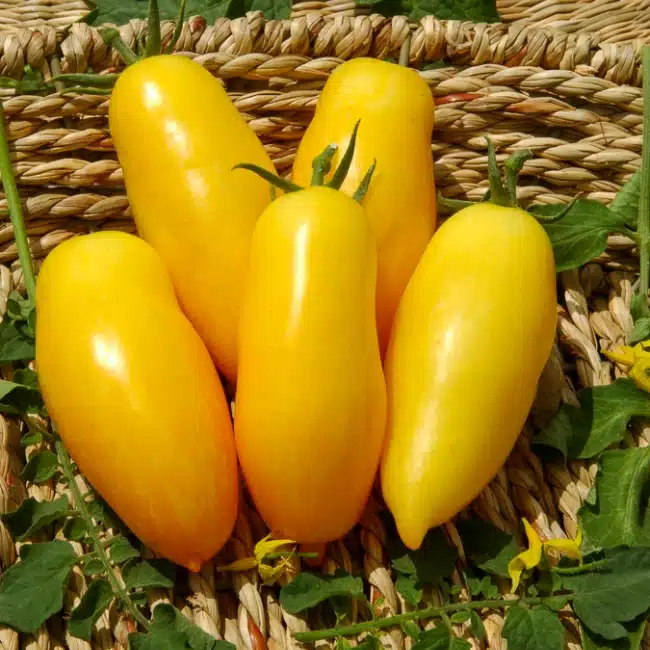 Tomate Banana Legs en scène - Solanum lycopersicum 'Banana Legs' - Plant potager de la Jardinerie Ferriere Fleurs Tomate Banana Legs en scène - Solanum lycopersicum 'Banana Legs' - Plant potager de la Jardinerie Ferriere Fleurs