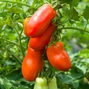 Tomate Contact - Plant potager de la Jardinerie Ferriere Fleurs