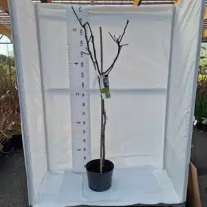 Figuier Grise de St Jean pot de 10L - Arbres fruitiers - Pépinière Ferriere Fleurs