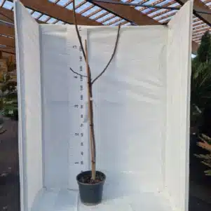 Figuier Ice Cristal pot de 10L - Arbres fruitiers - Pépinière Ferriere Fleurs