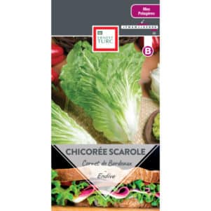 Graines de Chicorée scarole Cornet de Bordeaux - Graines et semences Ernest Turc - Jardinerie Ferriere Fleurs