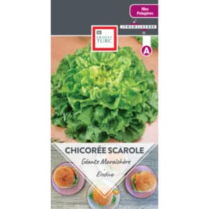Graines de Chicorée scarole Géante Maraichère - Graines et semences Ernest Turc - Jardinerie Ferriere Fleurs