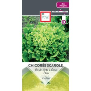 Graines de Chicorée scarole ronde verte à coeur plein - Graines et semences Ernest Turc - Jardinerie Ferriere Fleurs