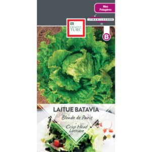 Graines de Laitue Batavia blonde de Paris - Graines et semences Ernest Turc - Jardinerie Ferriere Fleurs