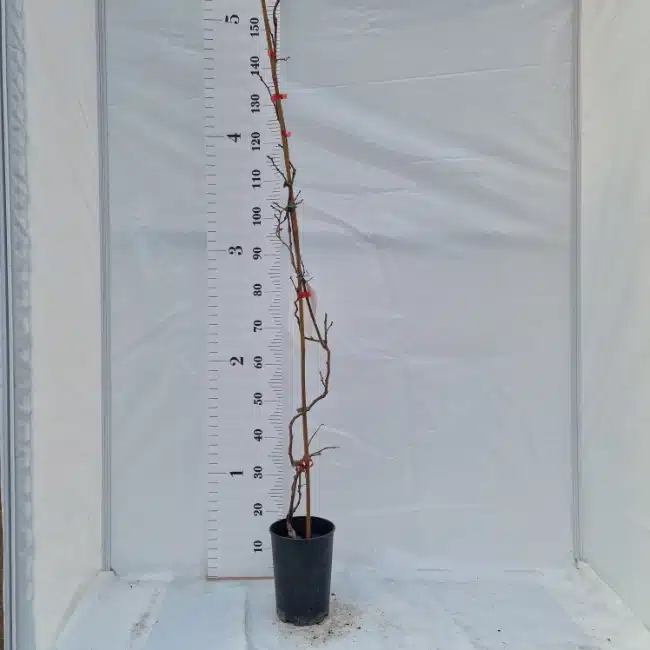 Kiwi tomuri pot de 3L - Arbustes fruitiers et petits fruits - Pépinière Ferriere Fleurs Kiwi tomuri pot de 3L - Arbustes fruitiers et petits fruits - Pépinière Ferriere Fleurs