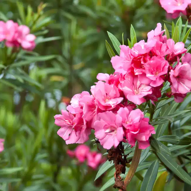 Laurier rose Nerium oleander Grand arbuste méditerranéen — free download