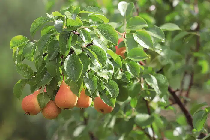 Poirier Pyrus Communis Achat Arbres Fruitiers En Ligne
