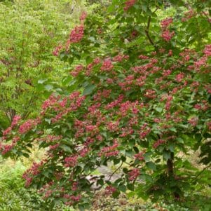 Arbre du clergé Fargesii - Pépinière Ferriere Fleurs