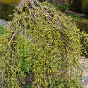 Caragana Arborescens Pendula - Pépinière Ferriere Fleurs