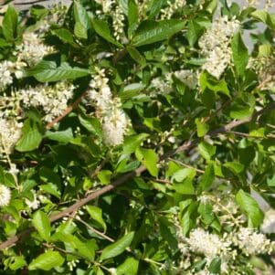 Clethra alnifolia Vanilla Spice - Pépinière Ferriere Fleurs