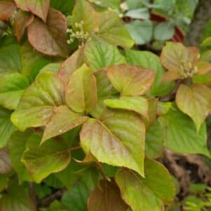 Feuillage du Schizophragma hydrangeoides Moonlight - Pépinière Ferriere Fleurs