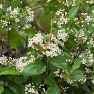 Floraison de l'Aronia Arbutifolia Brilliant - Pépinière Ferriere Fleurs