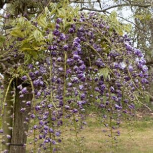 Glycine du Japon Violacea Plena - Pépinière Ferriere Fleurs
