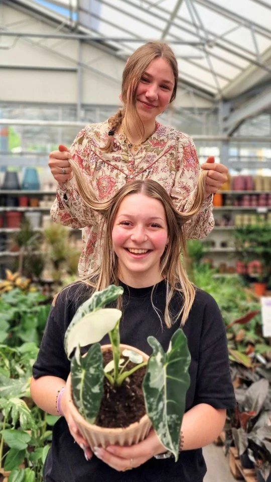 Rempotage de plantes à la Ratatouille, pour te fait penser à rempoter les tiennes (c'est maintenant ou jamais, fooonce) 🐭🌿

#ferrierefleurs #rempotage #ratatouille #jardinerie #plante