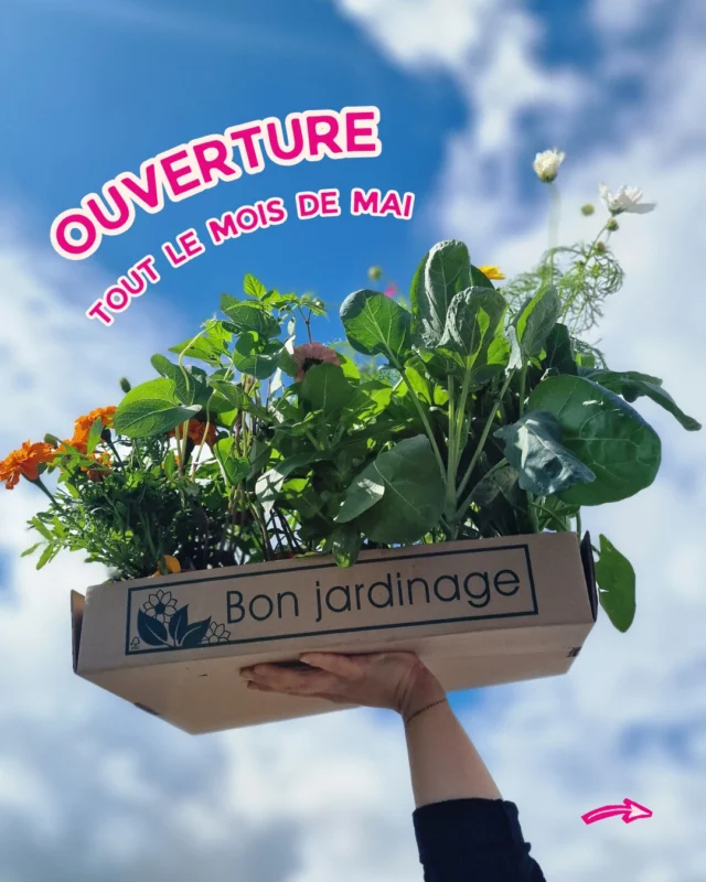 Bonne nouvelle : on est ouverts TOUS les jours du mois de mai 🥳

Du lundi au dimanche, jours fériés compris 🌻
Le moment parfait pour venir choisir vos plants de légumes, fleurs et aromates… et les planter directement au jardin 🌱

À très vite ✌

 #ferrierefleurs #jardinerie #plantation #printemps #abeille