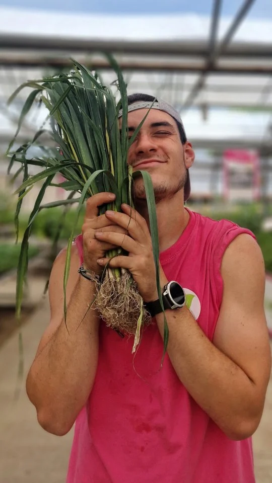 Les commandes de poireaux sont ouvertes 🌱

Comme Evrarth, sautez sur l'occasion : commandez vos bottes de poireaux et récupérez les directement en magasin 🌱

☎️ Commande - au 04 74 01 05 74
📍 Réception - en magasin tous les jeudis dès 9h
🚨 Un stock limité est disponible chaque semaine jusqu'à épuisement - commande conseillée

#ferrierefleurs #jardinerie #legumes #planter #poireaux