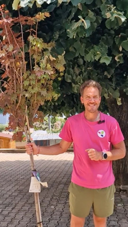 Et si on plantait des arbres aujourd'hui, pour être au frais lors des prochaines canicules ? 🌞

Dans cette vidéo, on t'explique pourquoi les arbres sont de véritables climatiseurs naturels, et comment les intégrer intelligemment dans ton jardin 🌼

🌳 Notre sélection :
• l'Érable
• le Prunus
• le Mûrier platane
• le Chêne pubescent
• le Micocoulier
• le Pistachier de Chine 
• le Gleditsia
• le Marionnier d'Inde 
• l'Acacia
• le Tilleul
• l'Érable Champêtre 
• le Koelreuteria

Alors, quel arbre aimerais-tu planter chez toi ? 👇🏼

🌿 Cette vidéo est aussi inspirée par le travail de @thomas_brail , @vakitamedia et @hugoclementk . Merci de sensibiliser et de partager autant d'informations sur ces enjeux. 🌳